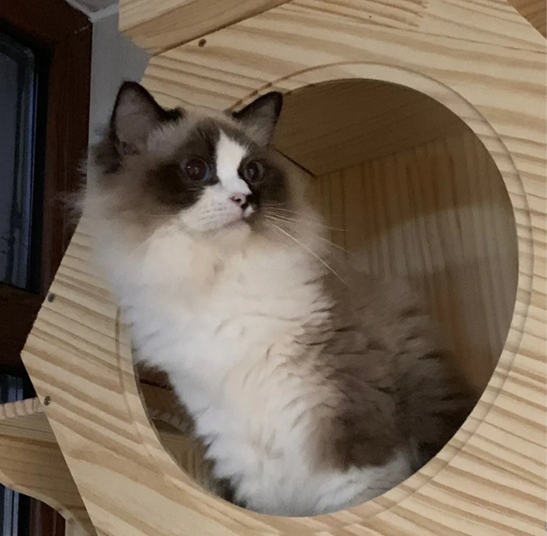 Premium Kletterwand für Katzen aus Massivholz